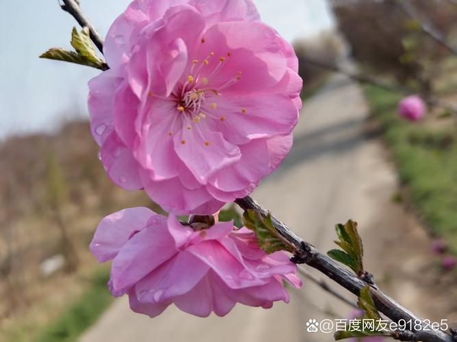那拉提杏花谷｜快去追赶这场春日限定、转瞬即逝的粉色梦境吧！
