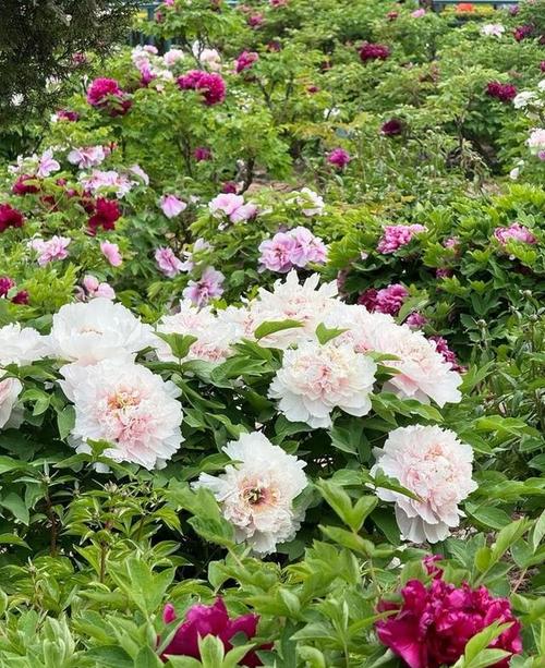 山东文旅报道 菏泽定陶：牡丹花开迎客来 国色天香绽芳华