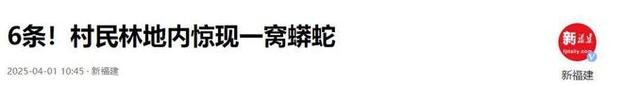 单条最重达50斤！条巨蟒藏身广西一废弃猪场