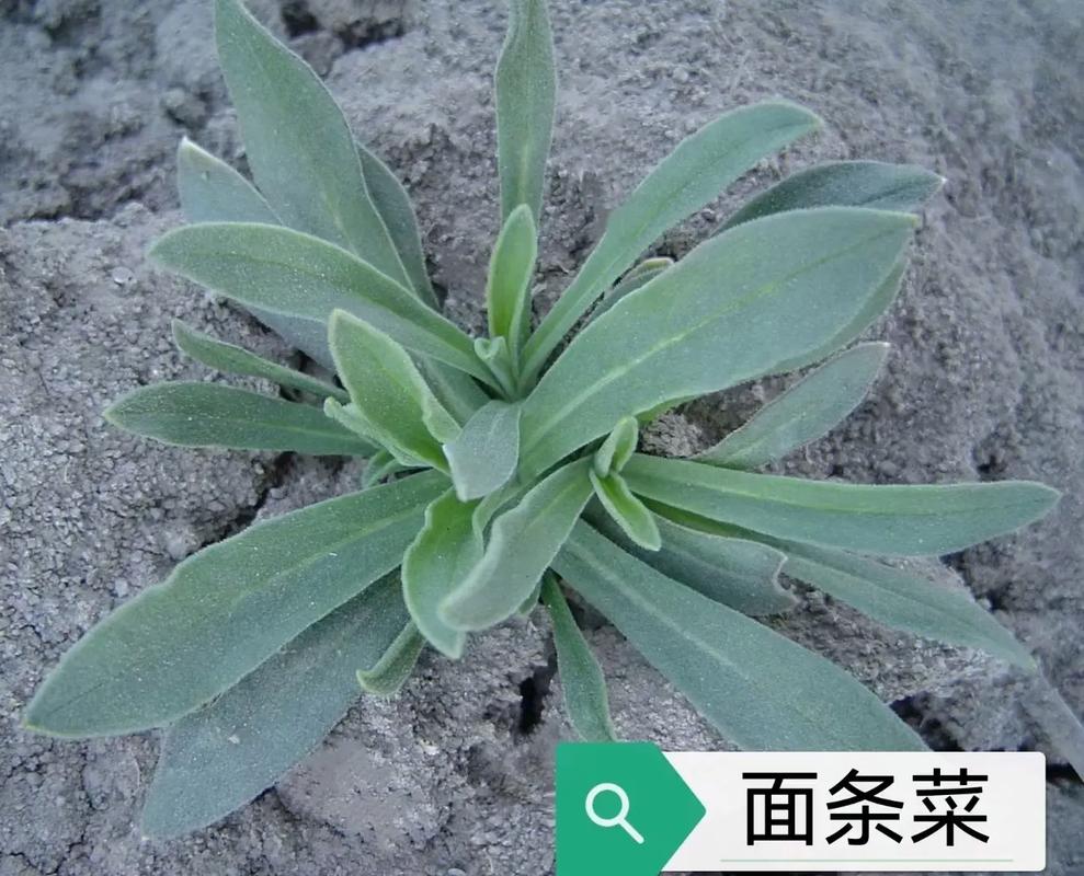 山东人吃的这些野菜，是真的吗？